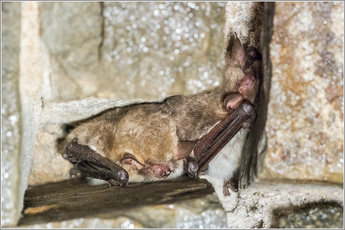 Fransenfledermaus 20180124 01 mR