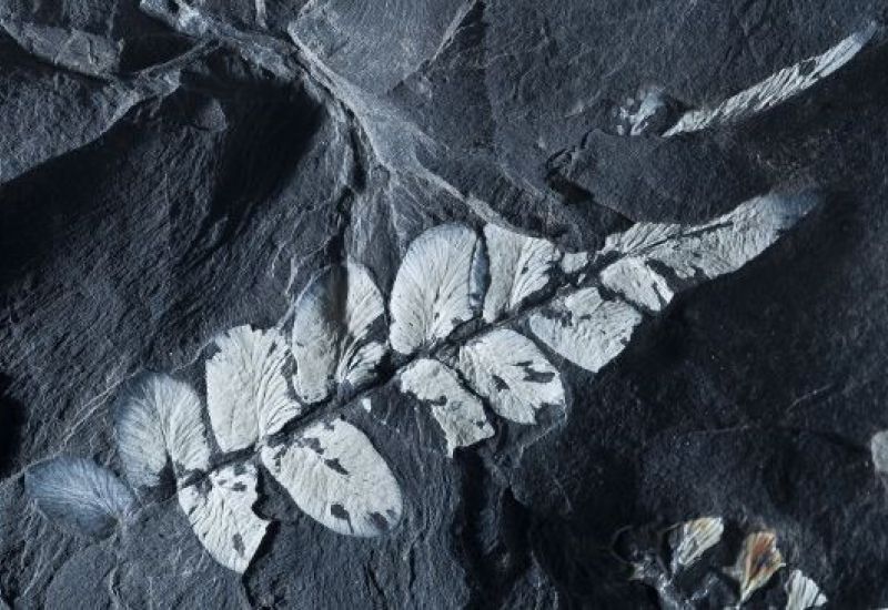 Fossilien 18e9970a