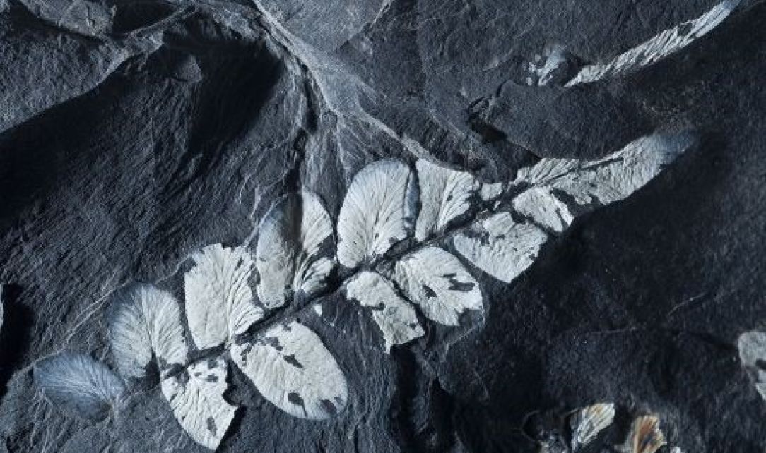 Fossilien 32d6b6a9