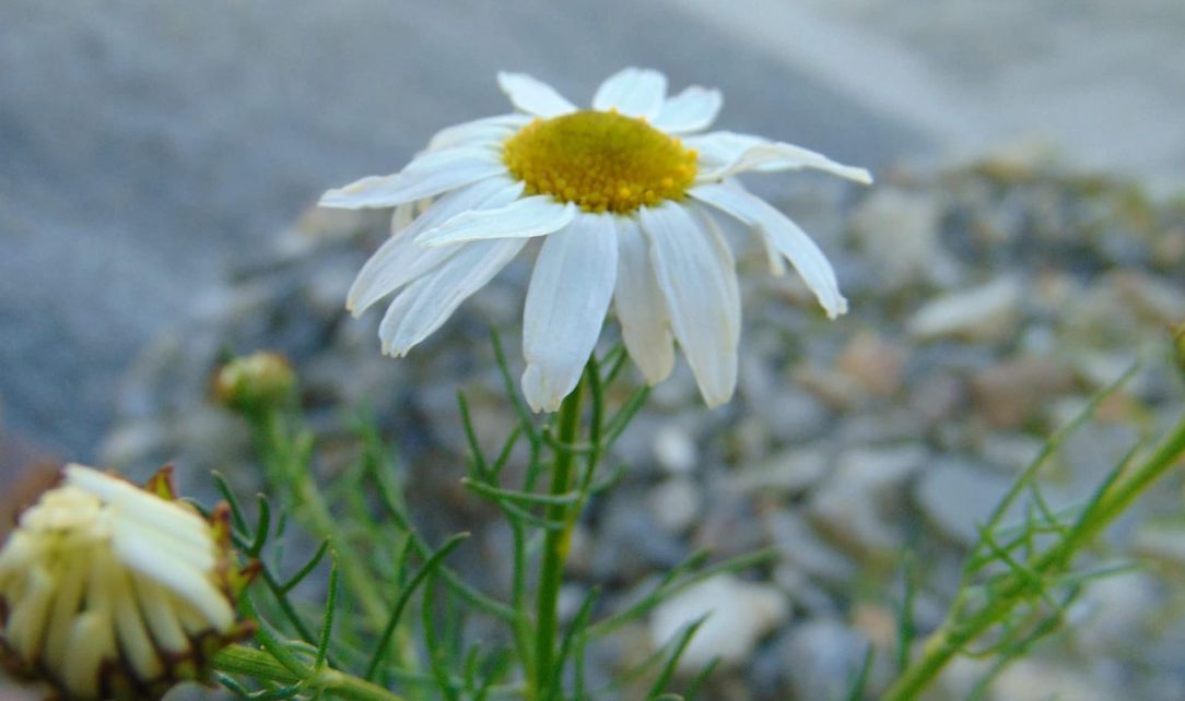 Wildkräuter am Piesberg