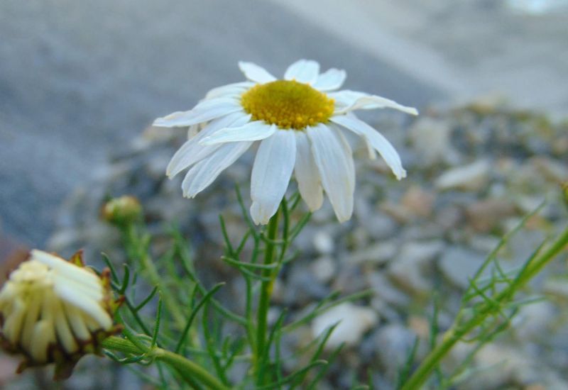 Wildkräuter am Piesberg